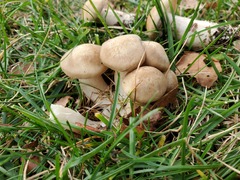 Lyophyllum decastes