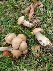 Lyophyllum decastes