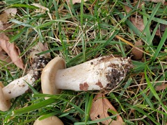 Lyophyllum decastes