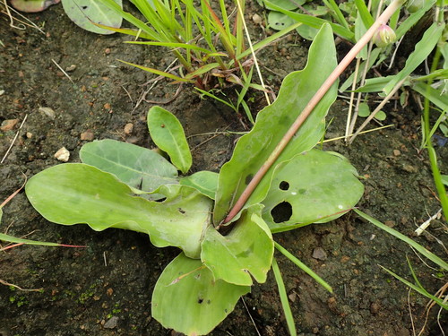Image of Resnova humifusa by (c) Mahomed Desai, some rights reserved (CC BY)