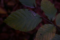 Stigmella hemargyrella