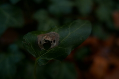 Colletotrichum trichellum