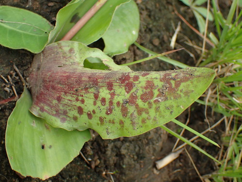 Image of Resnova humifusa by (c) Mahomed Desai, some rights reserved (CC BY)