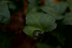 Colletotrichum trichellum