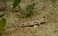 Istigobius hoesei