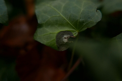 Colletotrichum trichellum