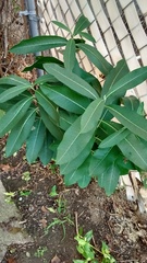 Asclepias syriaca