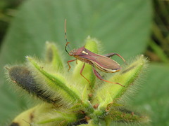 Mirperus jaculus