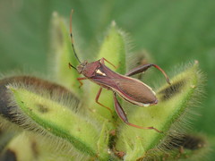 Mirperus jaculus