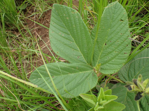 Image of Eriosema cordatum by (c) Mahomed Desai, some rights reserved (CC BY)
