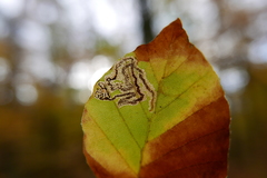 Stigmella hemargyrella