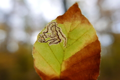 Stigmella hemargyrella