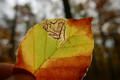 Stigmella hemargyrella
