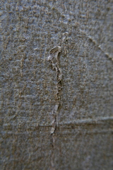 Zimmermannia liebwerdella