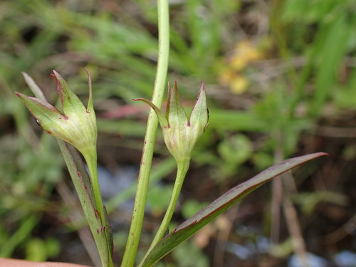 Image of Cycnium tubulosum by (c) Mahomed Desai, some rights reserved (CC BY)