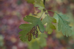 Stigmella oxyacanthella