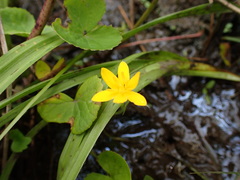Hypoxis angustifolia