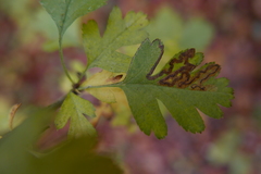 Stigmella oxyacanthella