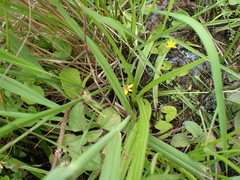 Hypoxis angustifolia