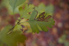 Stigmella oxyacanthella