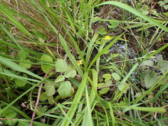 Hypoxis angustifolia
