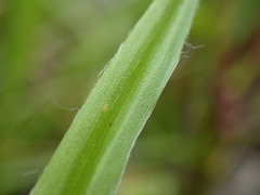Hypoxis angustifolia