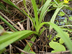 Hypoxis angustifolia