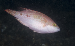 Oxycheilinus bimaculatus