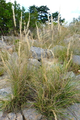 Pentameris eriostoma