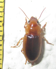 Ooidius dorsiger