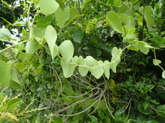 Cissampelos mucronata