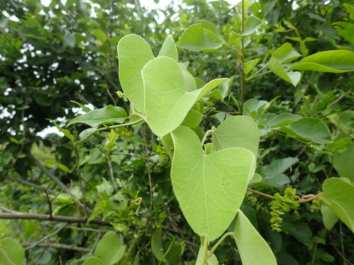 Image of Cissampelos mucronata by (c) Mahomed Desai, some rights reserved (CC BY)