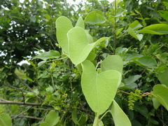 Cissampelos mucronata