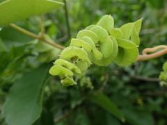 Cissampelos mucronata