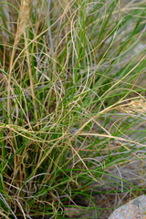 Pentameris eriostoma