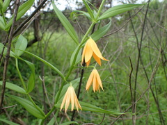 Gloriosa modesta