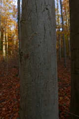 Zimmermannia liebwerdella