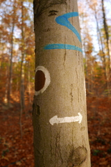 Zimmermannia liebwerdella