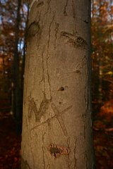 Zimmermannia liebwerdella