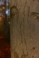 Zimmermannia liebwerdella