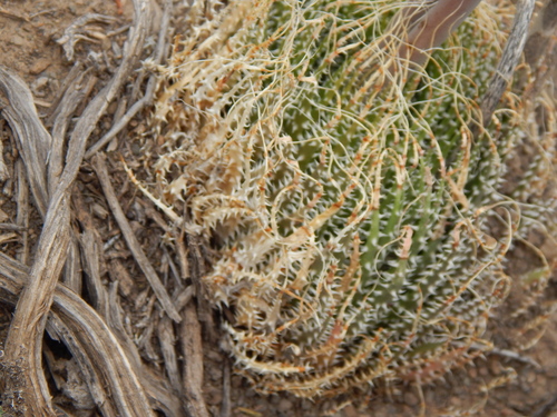 Aristaloe aristata
