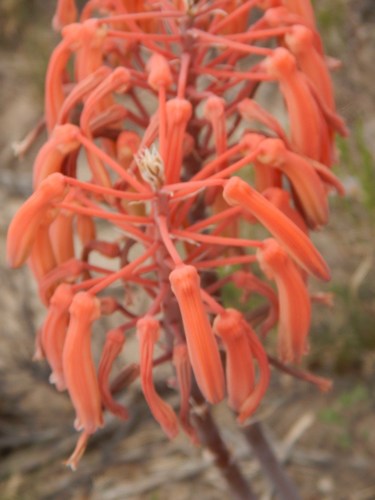 Image of Aristaloe aristata by no rights reserved