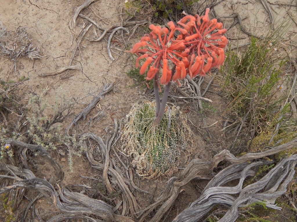 Aristaloe aristata, Central Karoo DC, South Africa