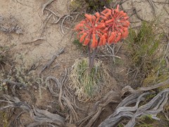 Aristaloe aristata
