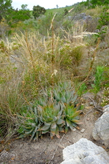 Aloe brevifolia