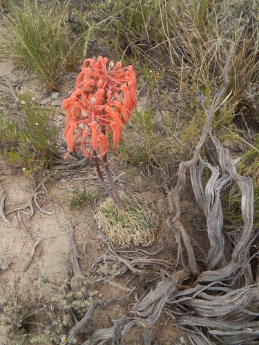 Aristaloe aristata