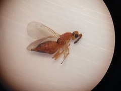 Cirrospilus viticola