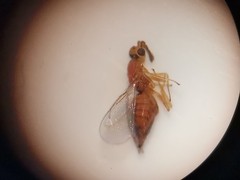 Cirrospilus viticola