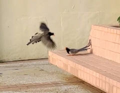 Urocissa erythroryncha