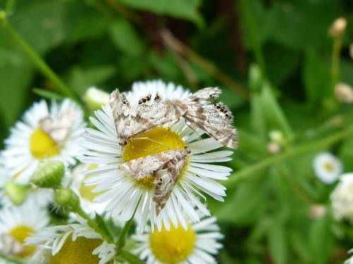 Feather-edged Petrophila photo 6